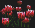 Spring Tulips Cross Stitch Pattern (PDF + XSD)