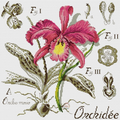 Orchid Bloom Cross Stitch Pattern (PDF + XSD)