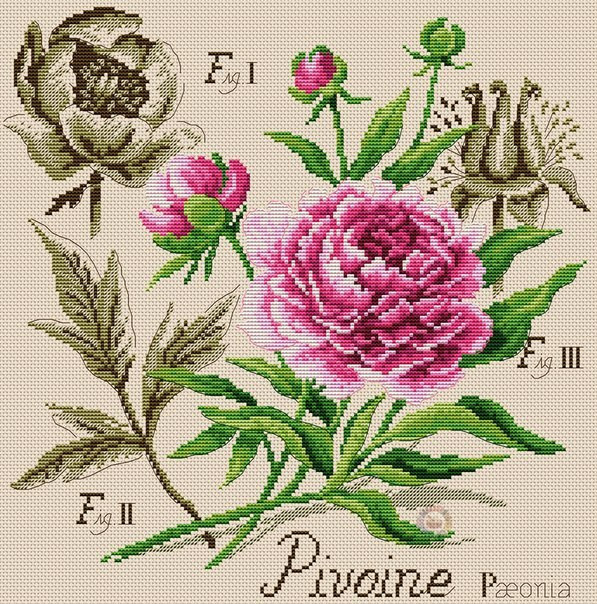 Soft Peonies Cross Stitch Pattern (PDF + XSD)