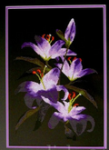 Night Lilies Cross Stitch Pattern (PDF + XSD)