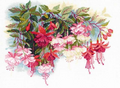 Fuchsia Cross Stitch Pattern (PDF + XSD)
