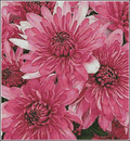 Pink chrysanthemums Cross Stitch Pattern (PDF + XSD)