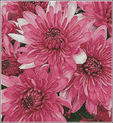 Pink chrysanthemums Cross Stitch Pattern (PDF + XSD)