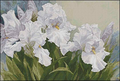White irises Cross Stitch Pattern (PDF + XSD)