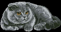 Gray cat— Cross Stitch Pattern (PDF + XSD)