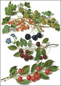 Grapes Cross Stitch Pattern (PDF + XSD) - Cross Stitch Pattern - LOSKUTOK